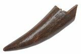 Fossil Fish Fang (Aidachar) - Kem Kem Beds, Morocco #219711-1